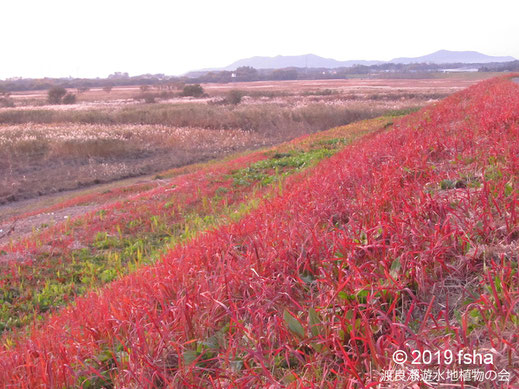 画像：2019/11/16 草紅葉のオギ原