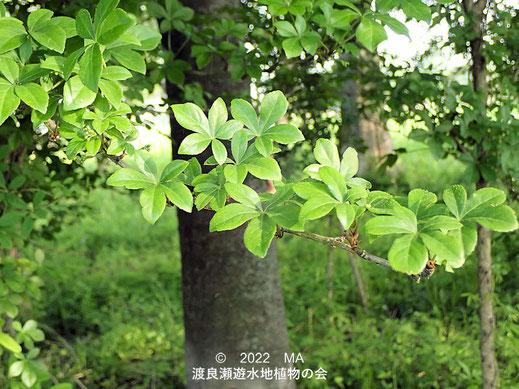 渡良瀬遊水地内のヤマウコギの葉