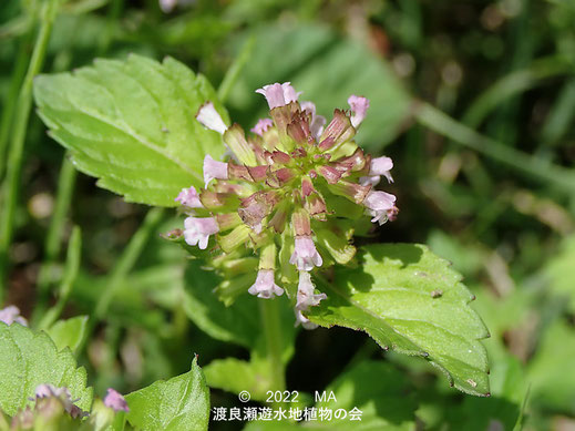 渡良瀬遊水地内のトウバナの花１