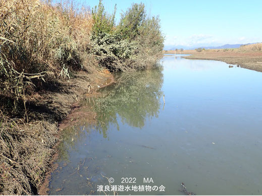 渡良瀬遊水地内のニシノオオアカウキクサ自生環境