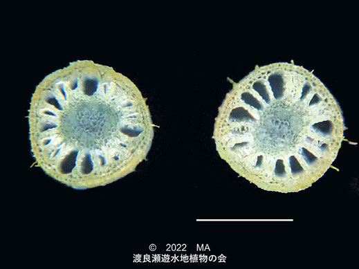 渡良瀬遊水地内のタヌキモ花茎断面