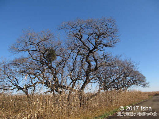 画像：2017/12/09 風景　ヤドリギ