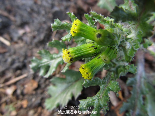 渡良瀬遊水地内のノボロギク花