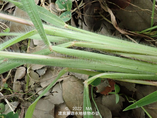 渡良瀬遊水地内のスズメノヒエ葉鞘付近