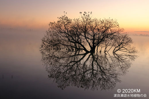 画像：2010/12/06 谷中湖の夜明け