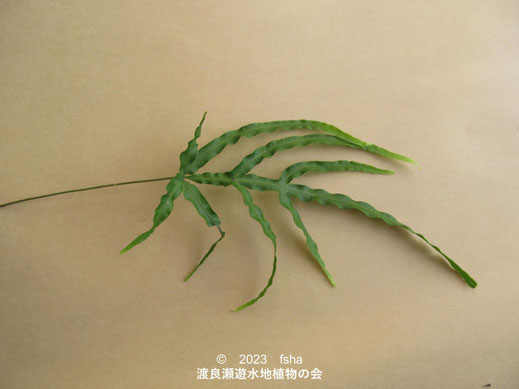 ミニ　イノモトソウ　４株 イノモトソウ - 渡良瀬遊水地植物の会