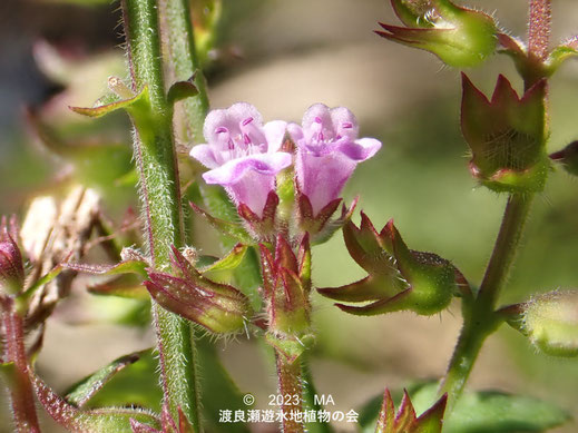 渡良瀬遊水地のイヌコウジュ花２