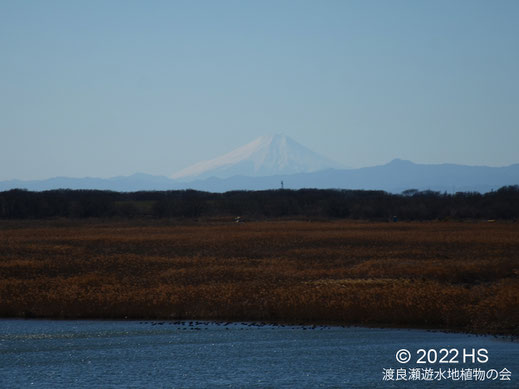 画像：2022/01/01 生井桜堤から雪富士