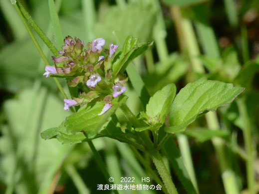 渡良瀬遊水地内のトウバナの花２