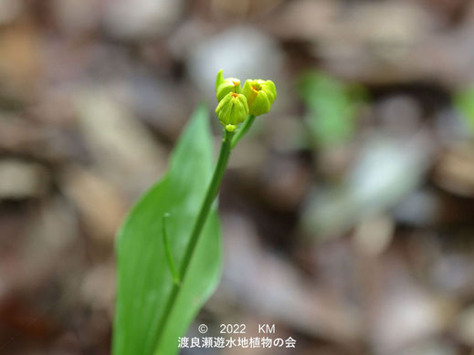 渡良瀬遊水地内のキンランツボミ