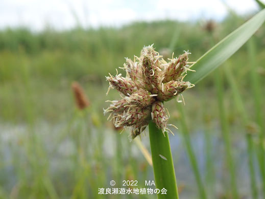 渡良瀬遊水地内のカンガレイ花序１