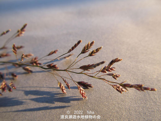 渡良瀬遊水地内のカゼクサ小穂