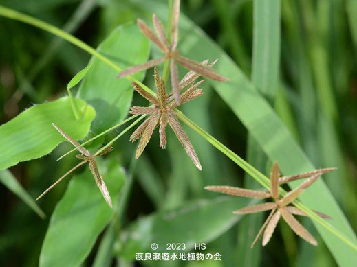 渡良瀬遊水地のアゼガヤツリ小穂１