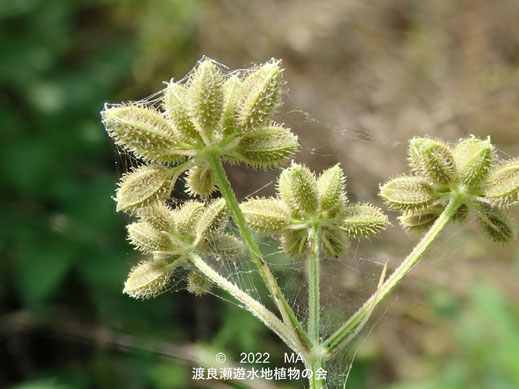 渡良瀬遊水地内のヤブジラミ果実になった花序