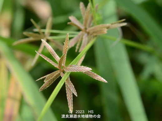 渡良瀬遊水地のアゼガヤツリ小穂２