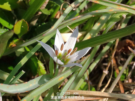 渡良瀬遊水地内のアマナ