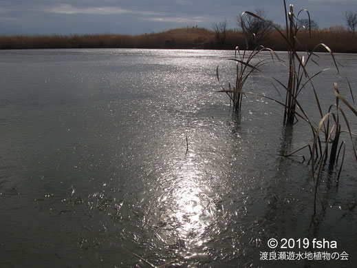 画像：2019/01/12 横堤の沼のがマの枯葉