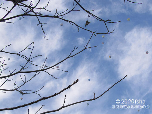 画像：2020/12/12  オニグルミの枝に咲いた気球の花