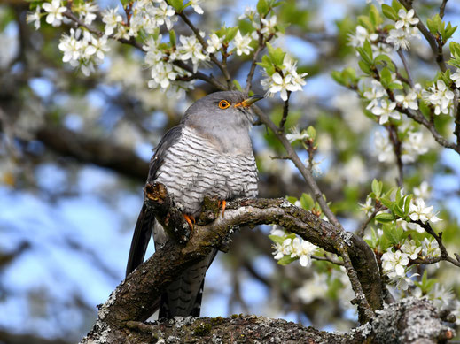 © Hartwig Brönner