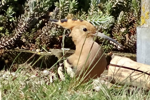 Wiedehopf (Foto: Klaus Sanzenbacher)