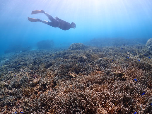 宮古島シュノーケル、宮古島スキンダイビング、シュノーケリング、ウミガメシュノーケリング、スキンダイビング、素潜り、バルーンフィッシュ宮古島ツアー写真
