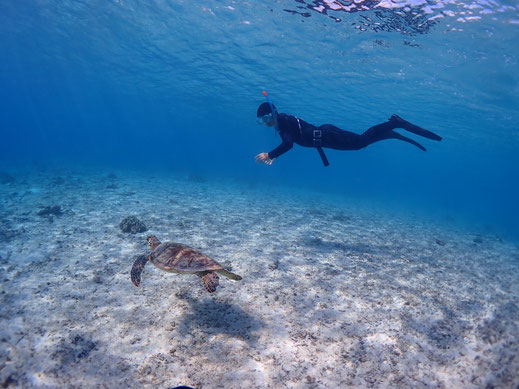 宮古島シュノーケル、宮古島スキンダイビング、シュノーケリング、ウミガメシュノーケリング、スキンダイビング、素潜り、バルーンフィッシュ宮古島ツアー写真