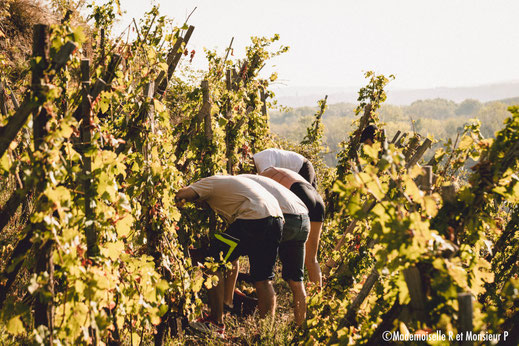 AOP AOC Condrieu coteaux viognier terrasse ardèche vin d’exception terroir appellation bio lune échalas AB