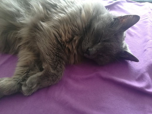 Chat gris à poils longs couché sur une serviette violette.