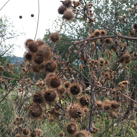 Grosse Klette (Arctium lappa). © Dani Pelagatti