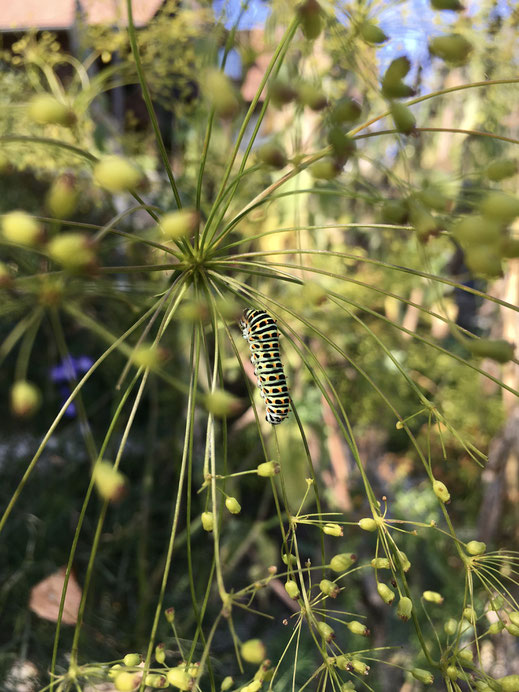 Schwalbenschwanz (Papilio machaon) auf Echtem Haartstrang (Peucedanum officinale). © Dani Pelagatti