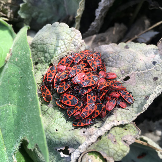 Feuerwanzen (Pyrrhocoris apterus). © Dani Pelagatti