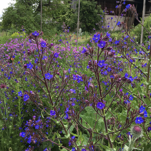 Italienische Ochsenzunge (Anchusa azurea/italica). © Dani Pelagatti