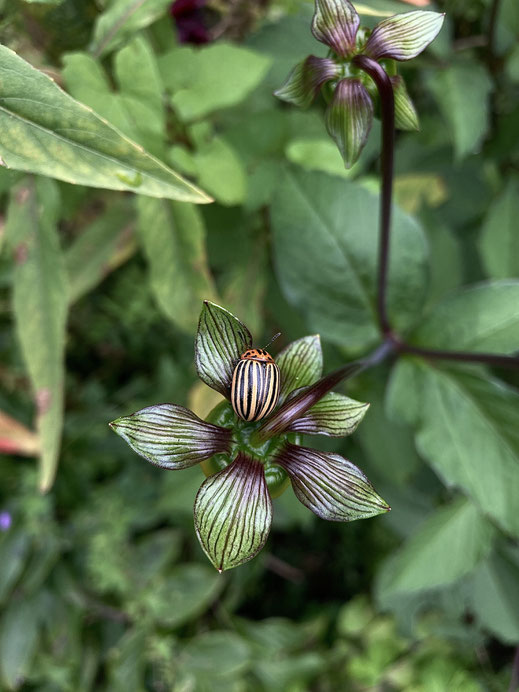 Kartoffelkäfer (Leptinotarsa decemlineata). © Sander Kunz