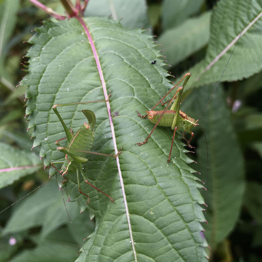 Punktierte Zartschrecke (Leptophyes punctatissima), links Weibchen, rechts Männchen. © Dani Pelagatti