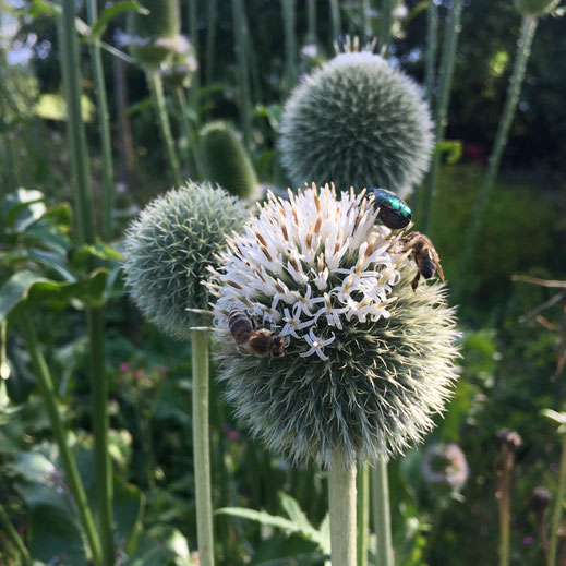 Hohe Kugeldistel (Echinops exaltatus). © Dani Pelagatti