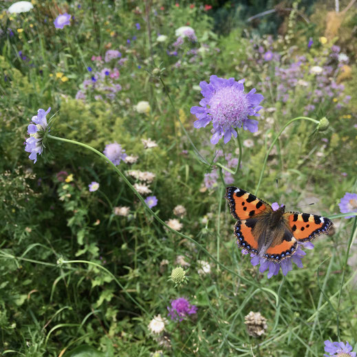 Kleiner Fuchs (Aglais urticae) auf Tauben-Skabiose (Scabiosa columbaria). © Dani Pelagatti