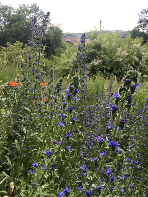 Natternkopf (Echium vulgare). © Dani Pelagatti