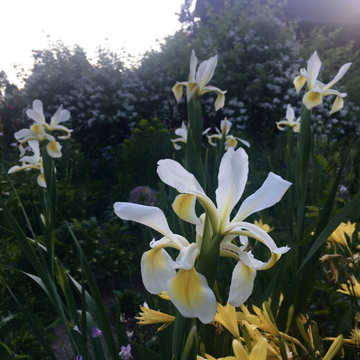 Steppeniris (Iris orientalis). © Dani Pelagatti