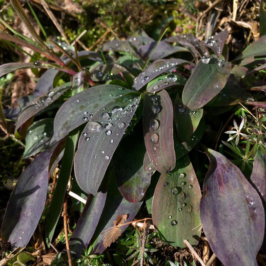 Sichelblättriges Hasenohr (Bupleurum falcatum). © Dani Pelagatti