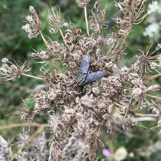 Graue Fleischfliege (Sarcophaga carnaria) auf Wilder Möhre (Daucus carota). © Dani Pelagatti