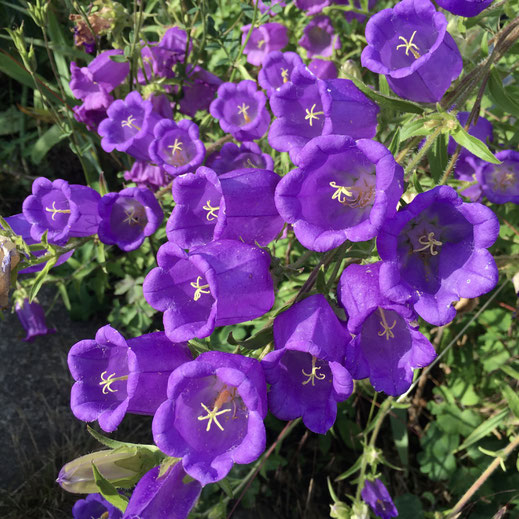 Marien-Glockenblume (Campanula medium). © Dani Pelagatti