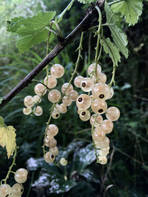 Rote Johannisbeere (Ribes rubrum 'Weisse Versailler'). © Dani Pelagatti