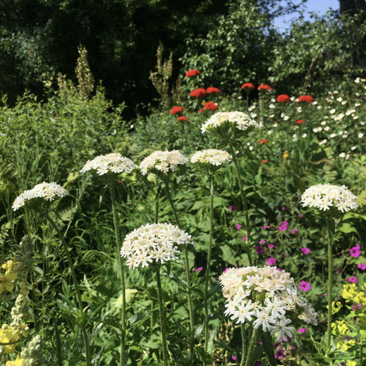 Brennende Liebe (Lychnis chalcedonica) in weiss und dahinter in rot. © Dani Pelagatti