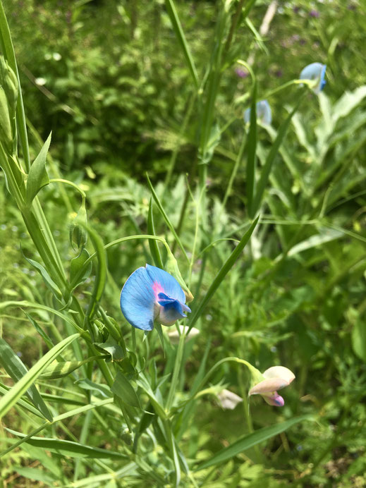 Saat-Platterbse (Lathyrus sativus). © Dani Pelagatti