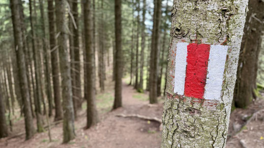 Die rund 7km lange Wanderung vom Gnipen nach Zugerberg (Bergstation) führt in der ersten Hälfte durch bewaldetes Gebiet, meist leicht absteigend.