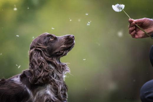 Hundefotografie mit Pusteblume