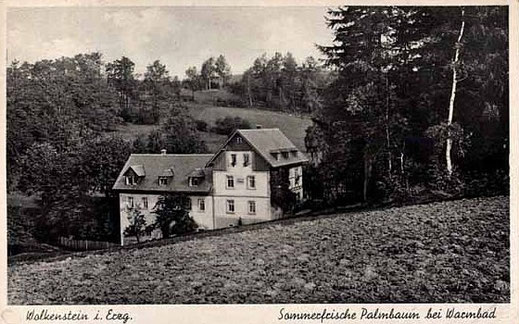 Bild: Wünschendorf Erzgebirge Sommerfrische Palmbaum