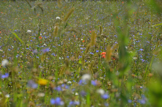 unsere Blühwiese © Ingrid Schubert