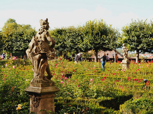 The garden with roses and statues