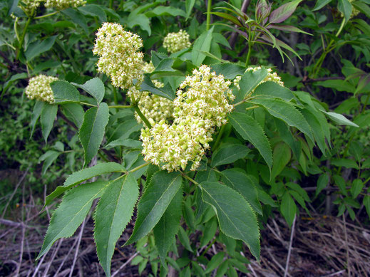 Blüten des Trauben-Holunders, der auch Roter Holunder genannt wird